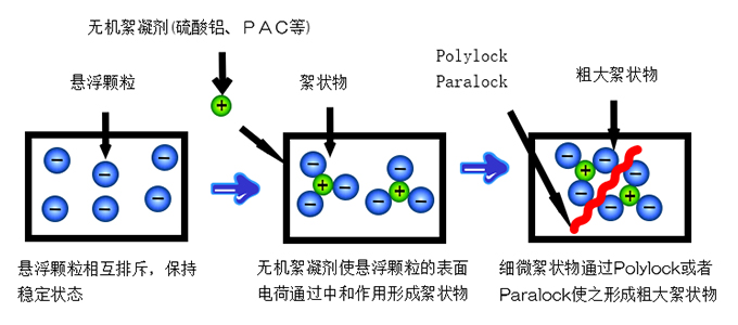 凝集のしくみ